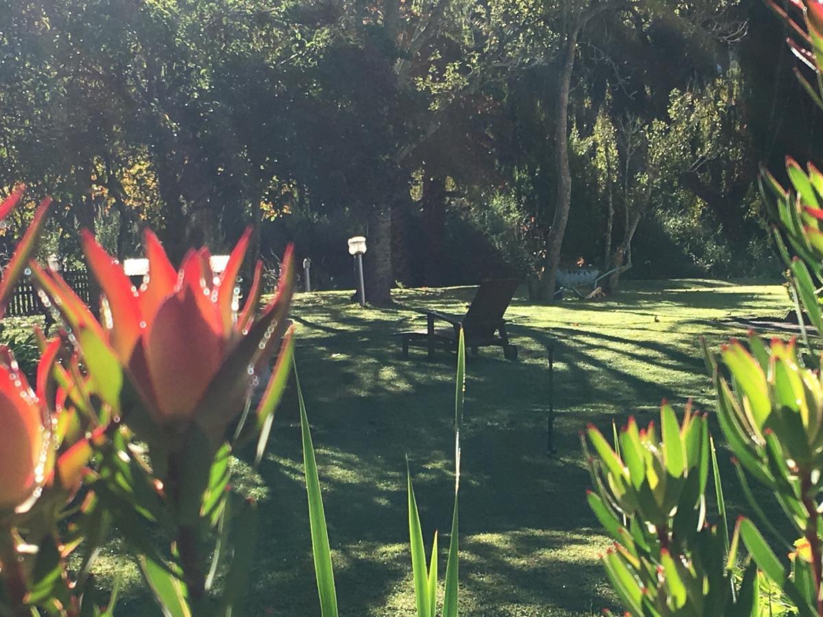 Bed and breakfast Constantia Spring Extérieur photo